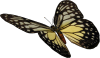 papillon_eb-086.png